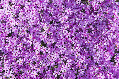 Phlox subulata (known as creeping phlox, moss phlox, moss pink, or mountain phlox) flowers background. Many small purple flowers for background, top view.