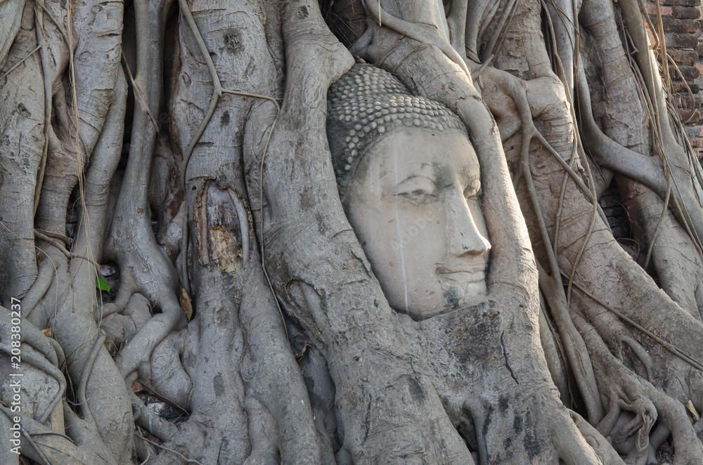 Buddha head overgrown with tree roots in Ayutthaya, Thailand , Wat Mahathat