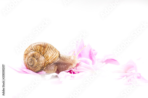 gentle moisturizing cosmetic with snail slime crawling on pink flowers photo