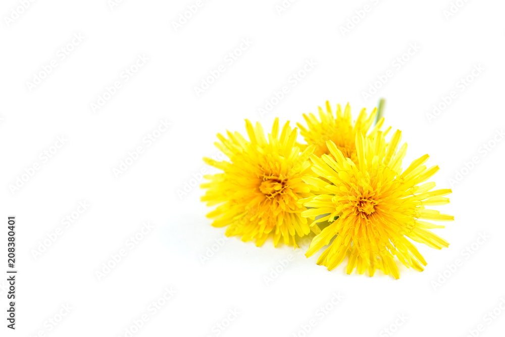 Naklejka premium Dandelion isolated on white background.