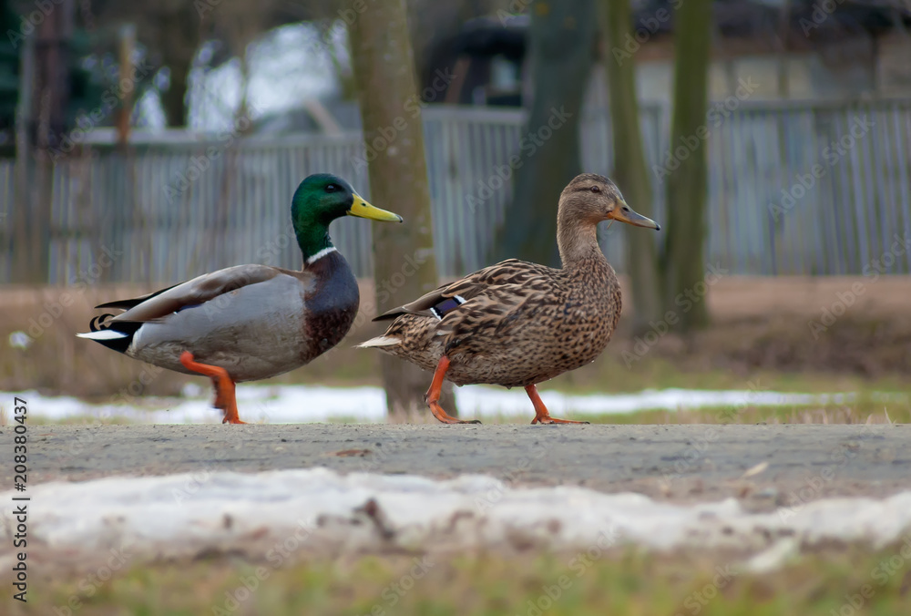 Male and female wild mallards together walk down street on pavement in spring winter Male and female wild mallards together walk down street on pavement in spring winter