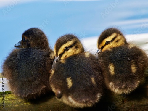 Ducklings  © Pefkos