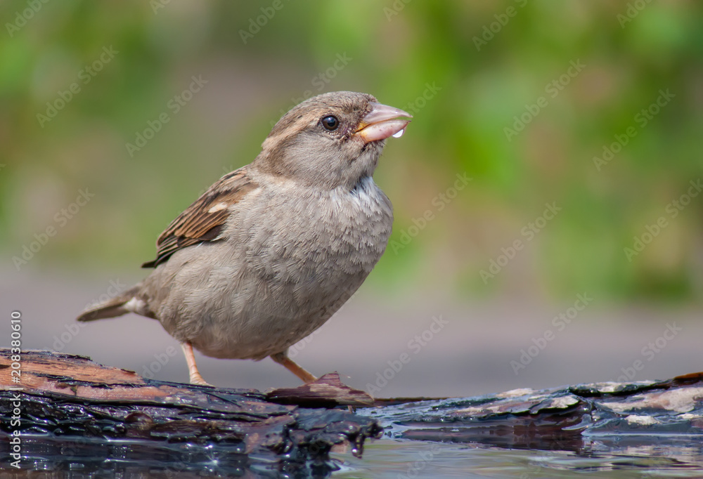 Female House sparrow posing for a portrait with water drop on the beak Female House sparrow posing for a portrait with water drop on the beak