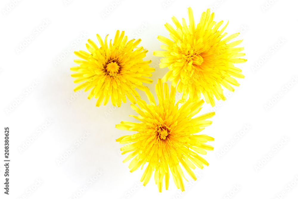 Dandelion isolated on white background. Dandelion isolated on white background.