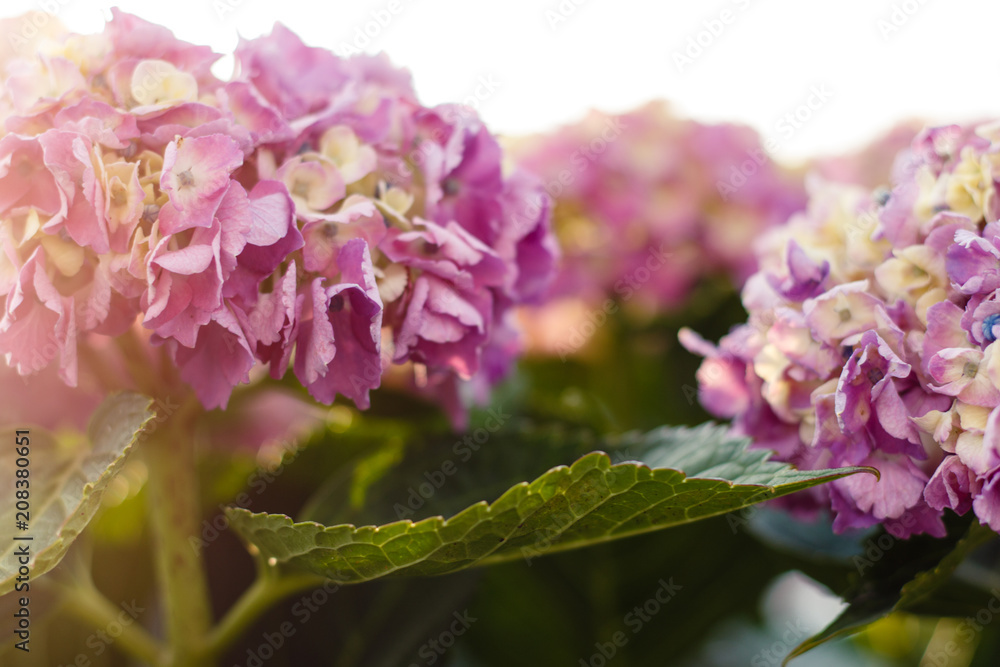 紫陽花 紫陽花