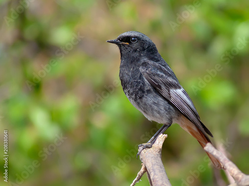 Male Black Redstart close shot of perched bird