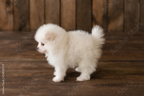 Little Pomeranian spitz-dogpuppy.It can be used as a background