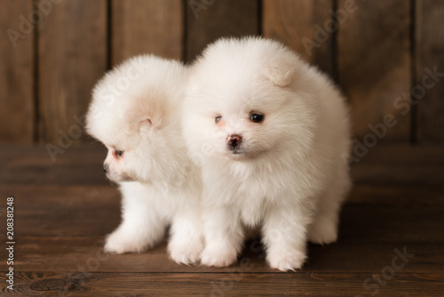 Little Pomeranian spitz-dogpuppy.It can be used as a background © chernikovatv