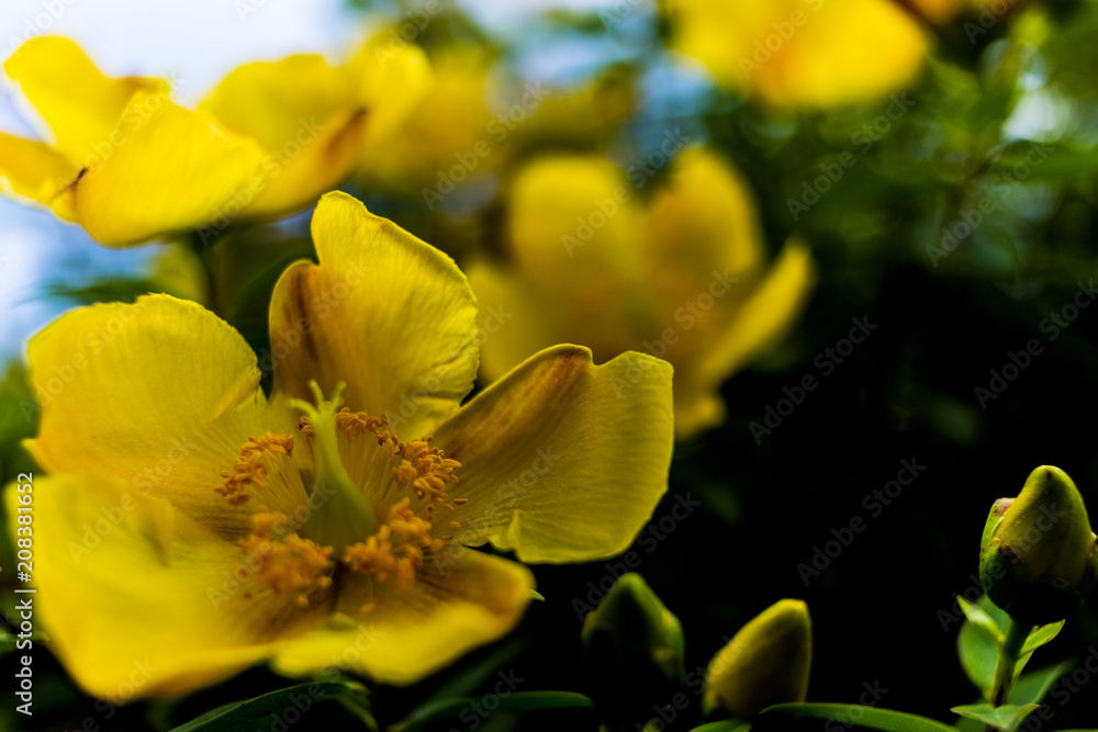 Obraz premium Macro fiore giallo