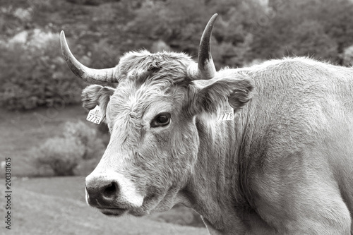 Retrato de vaca en blanco ynegro photo