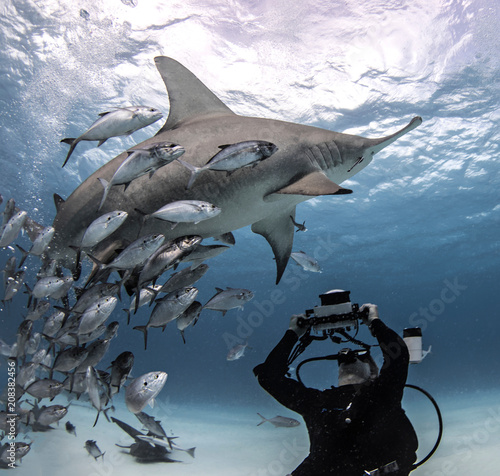 Underwater view of diver photographing great hammerhead shark from seabed, Bayley Town, Bimini, Bahamas photo