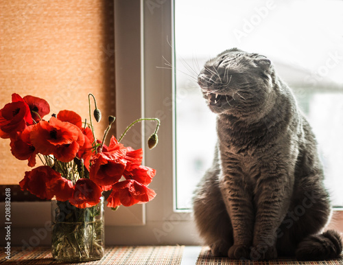 Red poppies in a jar with water and a yawning cat on the window