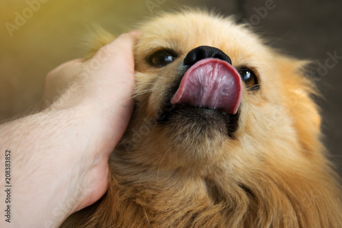 Fototapeta Naklejka Na Ścianę i Meble -  The hand strokes a funny dog that shows the tongue. Trust of dogs. Sunlight.