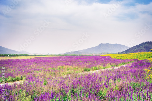 Lavender flowers