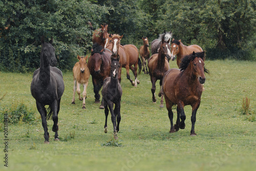 Horses in the herd in the rain
