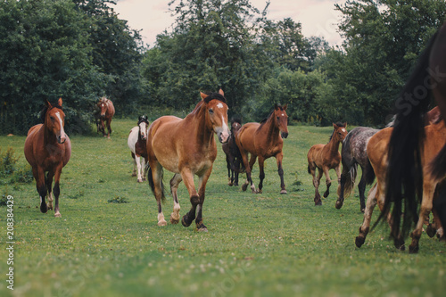 Horses in the herd in the rain