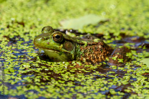 Pond Frog 1