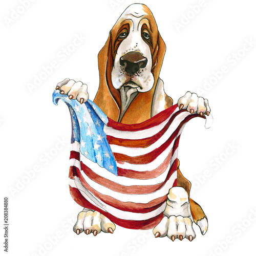 A dog of breed basset hound. Basset holds the flag of the United States of America in paws. On isolated white background.