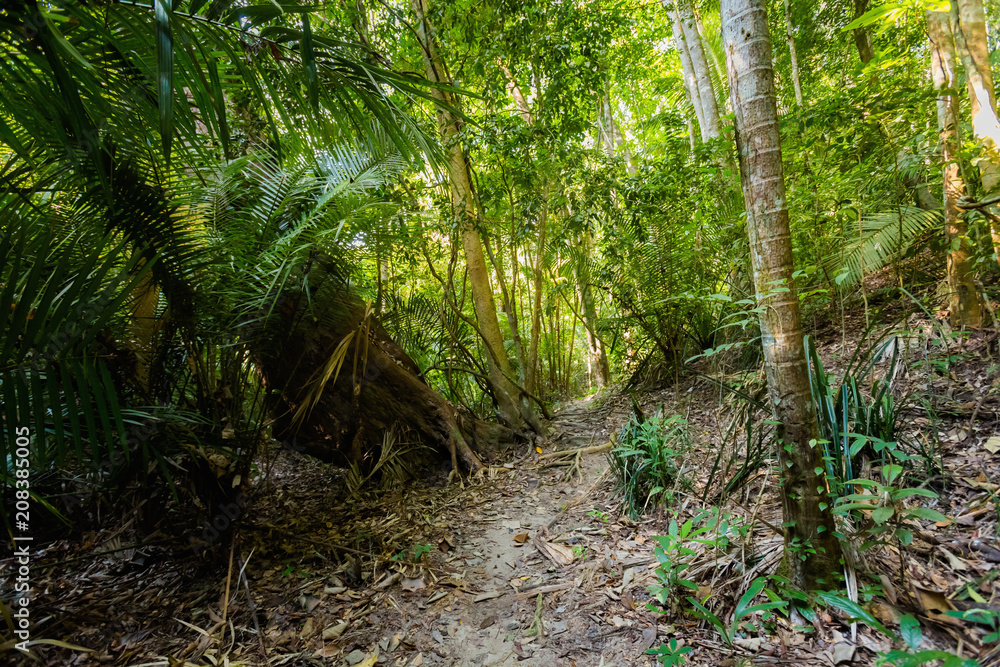 Jungle trekking to secret beach Jungle trekking to secret beach