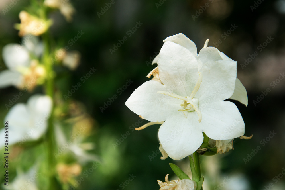 White flower on green background. Summer themes. White flower on green background. Summer themes.