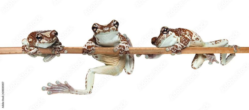 Obraz premium Frogs on a branch