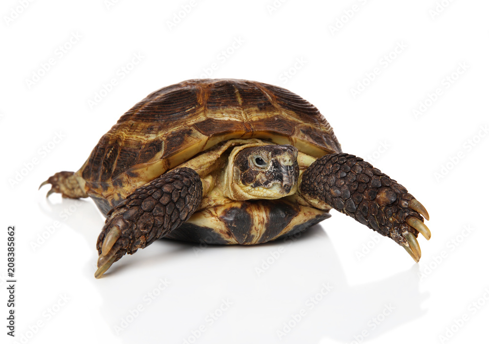 Naklejka premium Tortoise on white background