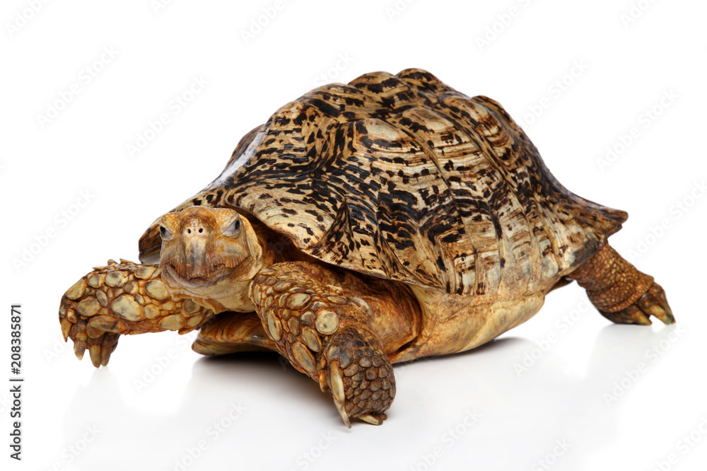 Naklejka premium Turtle on white background