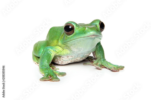 Green Frog on white background