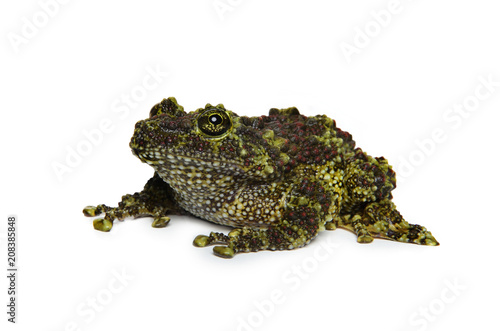 Mossy Frog on white background