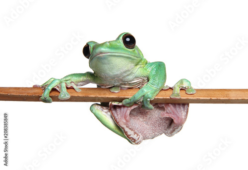 Green Frog on white background