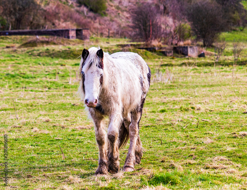 Markinch Horses photo