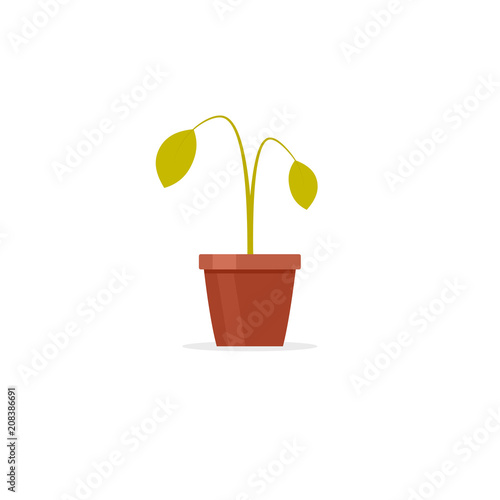Dead plant in pot