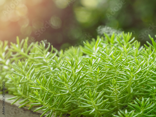 Wallpaper Mural Closeup natural little green lush plants on blurred background with copy space in garden under sunlight flare. Selective focus. Torontodigital.ca