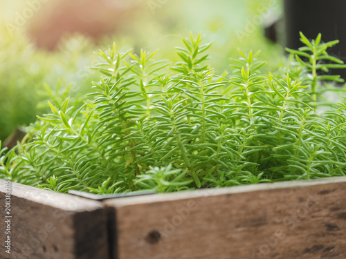 Wallpaper Mural Closeup natural little green lush plants on blurred background with copy space in garden under sunlight flare. Selective focus. Torontodigital.ca