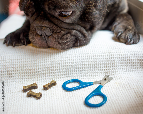 the French bulldog is on the table, ready for the nail clipping. animal care, dog manicure concept