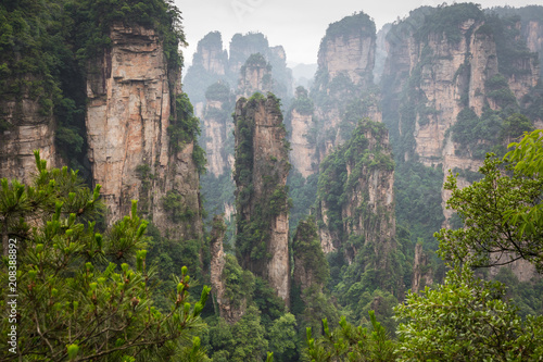 Zhangjiajie Forest Park. Gigantic pillar mountains rising from the canyon. Hunan province  China.