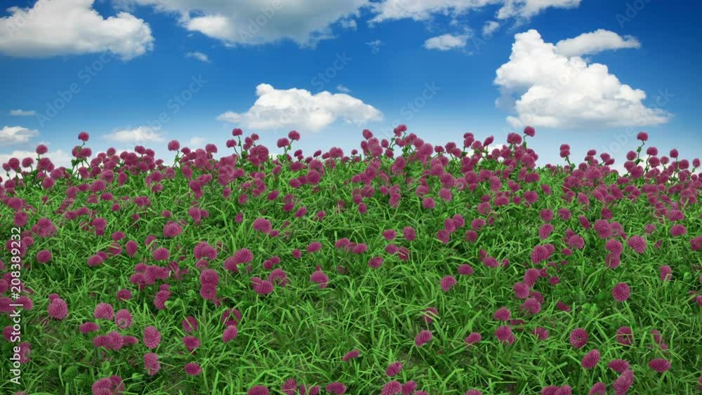Flower Field with clouds, endless loop with alpha mask Flower Field with clouds, endless loop with alpha mask