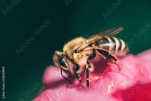 Bee © Laszlo