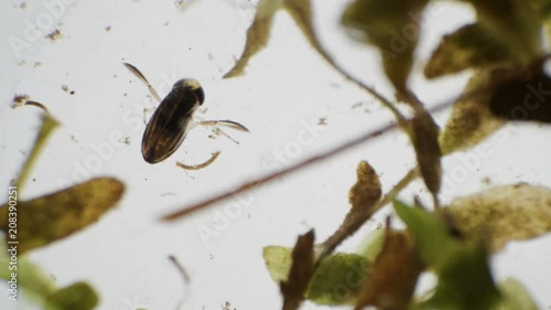 water bug Notonecta glauca under a microscope photo