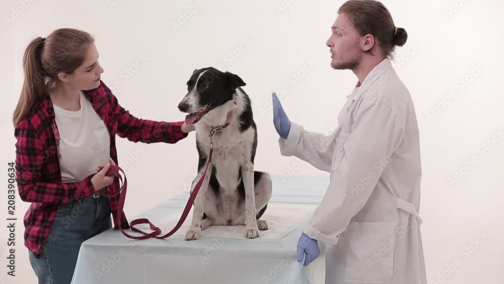 Vet office. Doctor giving advise to dog owner about caring. Dog sitting on checking table. Pet concept. Vet office. Doctor giving advise to dog owner about caring. Dog sitting on checking table. Pet concept.