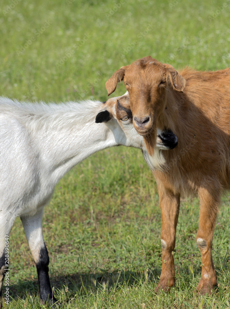 Obraz premium A portrait of two beautiful goats (white and red) in the scene of tenderness against the background of green grass.