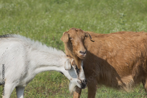 A portrait of two beautiful goats (white and red) in the scene of tenderness.