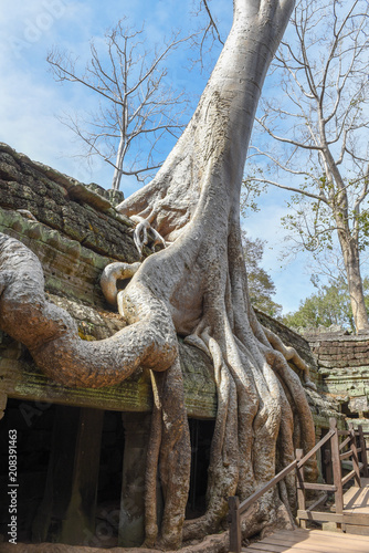 Ta Prohm temple at Angkor Wat complex  Siem Reap  Cambodia