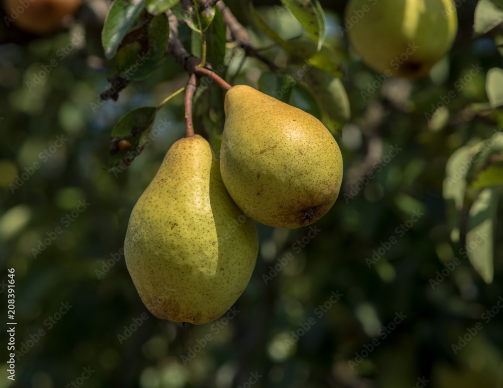 Pears on a tree branch on a sunny day. Pears on a tree branch on a sunny day.