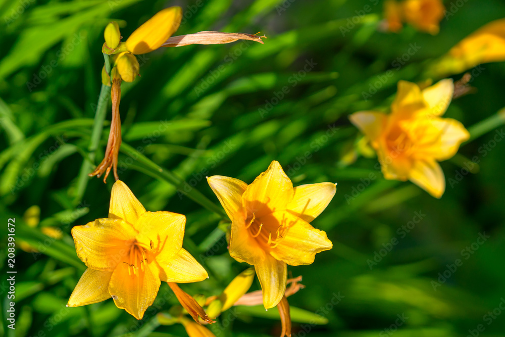 Yellow Day lily or Hemerocallis. Yellow Day lily or Hemerocallis.