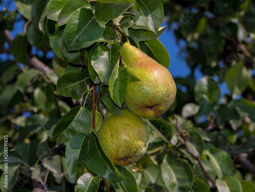 pears on a tree branch on a sunny day
