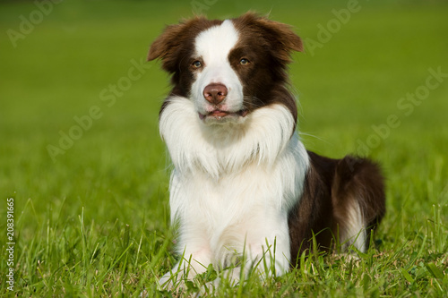 Border Collie liegt in einer Wiese