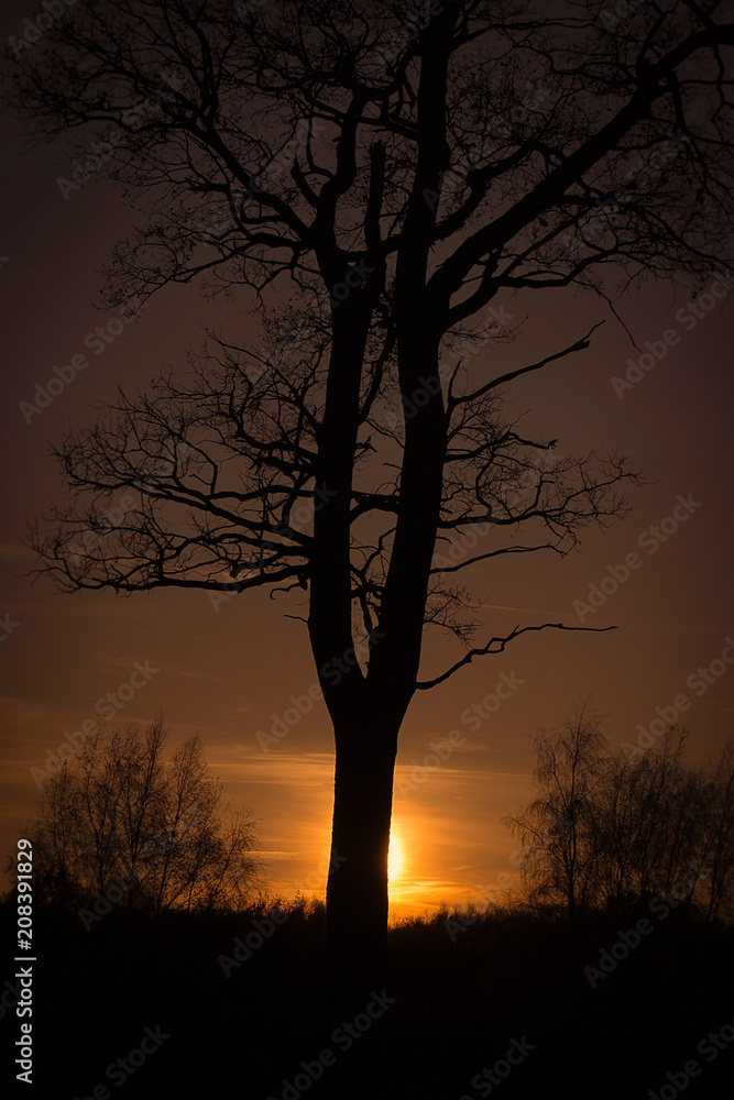 baum 1 baum 1