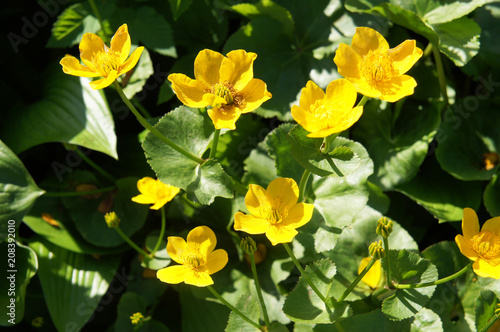 Waldsteinia geoides or barren strawberries yellow flowers with green