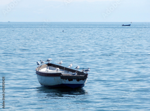 Seagulls rocking on fishing boat © Victoria